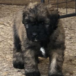 Bouvier des Flandres Puppies from Seasons of Joy Farm and Ranch