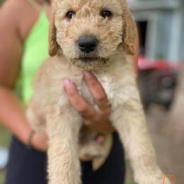 Double Doodle and Goldendoodle Puppies from Badgerland Goldendoodles