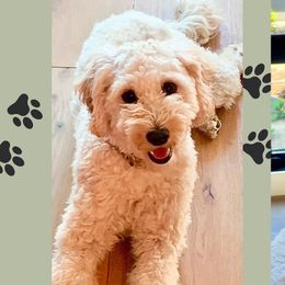 Plum - Goldendoodle