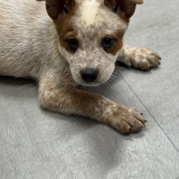 Australian Cattle Dog Puppies from Red Horizon ACD Kennels
