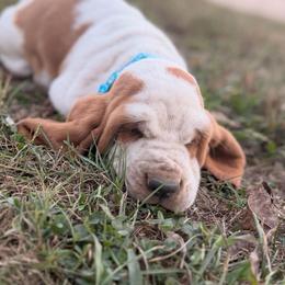 MC 41 - Red and white male Basset Hound puppy in Conway, Missouri from Ozark Mountain Kennel