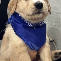 Golden Retriever Puppies from Ginn’s Golden Retrievers