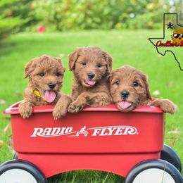 Goldendoodle Puppies from OodlesODoodles