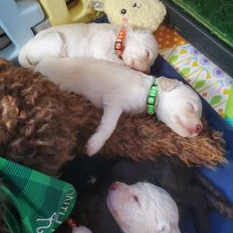 Olaf - Cream male Labradoodle puppy in Siloam Springs, Arkansas from Siloam Doodles