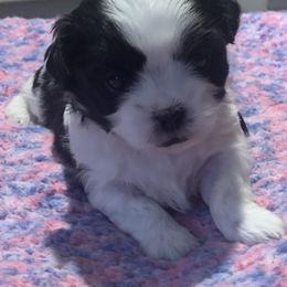 Shihpoo and Shih Tzu Puppies from Fuller Shih Tzus