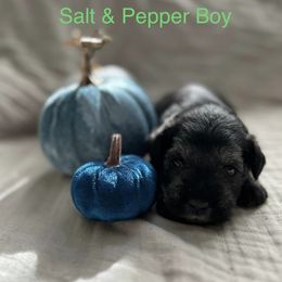 Miniature Schnauzer Puppies from Pups With Potential