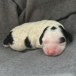 Maverick - Black white and tan male Cockapoo puppy in Egg Harbor City, New Jersey from Grace Given Cockapoos (GGC)