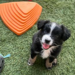 Kylo - Black tri male Miniature Australian Shepherd puppy in Denair, California from CenCal Mini Aussies