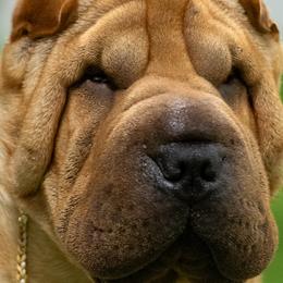 Roman - Chinese Shar-Pei