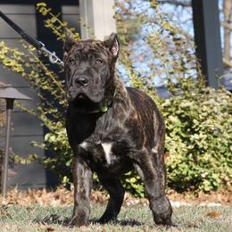 Pink Collar - Tiger female Perro de Presa Canario puppy in Pocahontas, Illinois from Cabeza Grande Kennel