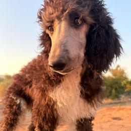 Desmond - Parti male Poodle puppy in Meadowbrook, California from Standard Poodle Pups