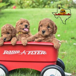 Goldendoodle Puppies from OodlesODoodles