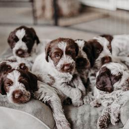 Wirehaired Pointing Griffon Puppies from Double Barrel Griffons