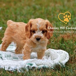 Cockapoo Puppies from Chesley Hill Cockapoos