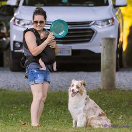 Australian Shepherd All Grown Up from Petrichor Australian Shepherds