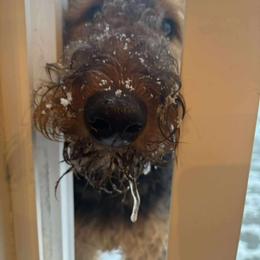 Airedale Terrier Puppies from Mystic’s Airedales