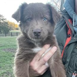 Australian Shepherd Puppies from Hawkins Working Australian Shepherds