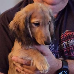 Boy 3 - Cream Dachshund puppy in California from Joe's Dachshunds