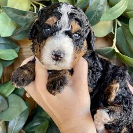 Sugar cookie - Tri-color male Bernedoodle puppy in Superior, Arizona from Mountain Bridge Doodles