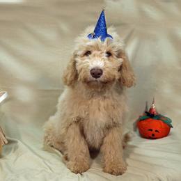 Apollo - Cream male Aussiedoodle puppy in Colonial Beach, Virginia from Bristol Mine Kennels