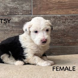 Patsy - Gray and white Old English Sheepdog puppy in Blackfoot, Idaho from What the Fluff Old English Sheepdog