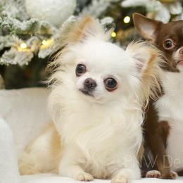 Chihuahuas and Pomeranians from PNW Designer Toy Breeds