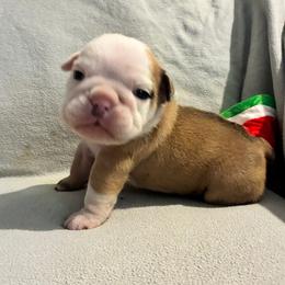 Cleo - Red and white female Bulldog puppy in Arlington, Washington from Stout's Hunting Labs and trsbullies