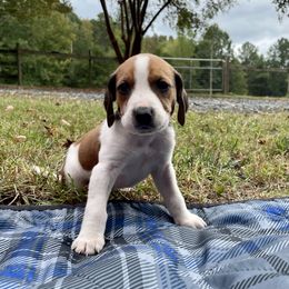 Boy 2 - American Foxhound puppy in Waxhaw, North Carolina from Setting Sun Kennel