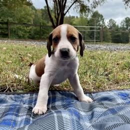 Boy 2 - American Foxhound puppy in Waxhaw, North Carolina from Setting Sun Kennel