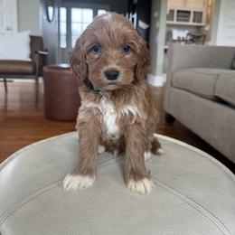 Aqua Blue - Apricot male Australian Labradoodle puppy in Ferndale, Washington from Annie's Doodles