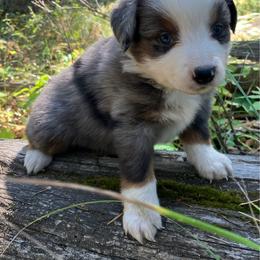 Comet - Blue merle male Miniature Australian Shepherd puppy in Priest River, Washington from Offgrid Aussies