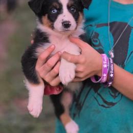 Girl 2 - Black tri-color female Australian Shepherd puppy in Keyser, West Virginia from Heartfelt Hollow Farm