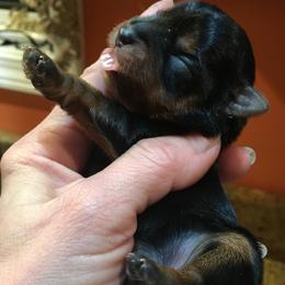 Boy 1 - Blue and gold male Yorkshire Terrier puppy in Vernon, New Jersey from Chestnut Yorkies