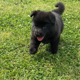 German Shepherd Puppies from Ray Ranch, LLC