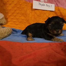 Boy 1 - Blue and gold male Yorkshire Terrier puppy in Colton, Oregon from Yorkies & More R US