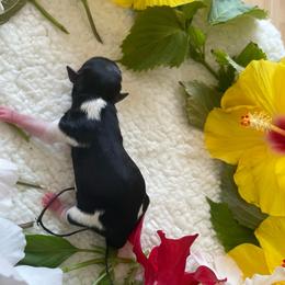 Girl 1.  Sunshine - Black tan and white female Biewer Terrier puppy in Atlantic City, New Jersey from Kim Hoang's Yorkies