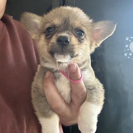 Hot pink - White and red female Pembroke Welsh Corgi puppy in Rochester, New York from Tnt Yorkies and Cosmic corgis
