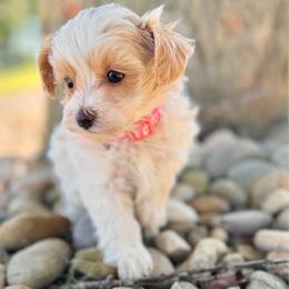 Pink Collared Female - Cream female Maltipoo puppy in Marshallville, Ohio from Grassy Meadow Pups