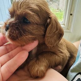 Cavalier King Charles Spaniel Puppies from Solheimar