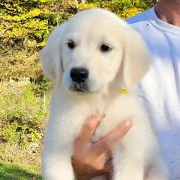 Mr. Yellow - Light golden male Golden Retriever puppy in Campton, Kentucky from ElkRidge Goldens