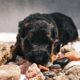 Magma - Black and red male German Shepherd puppy in Windsor, South Carolina from Sinister Shepherds