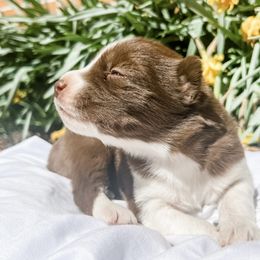 Siberian Husky Puppies from Wooly Woof Siberians