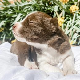 Siberian Husky Puppies from Wooly Woof Siberians