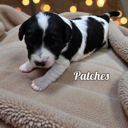 Patches - Black and white female Aussiedoodle puppy in Lebanon, Oregon from Abbott Family Farm