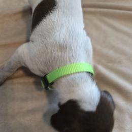 German Shorthaired Pointer Puppies from Barnes GSPs