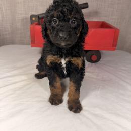Holly - Phantom female Goldendoodle puppy in Luana, Iowa from Country View Bernedoodles and Goldendoodles