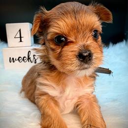 Girl 3 Periwinkle - Tan female Yorkshire Terrier puppy in Machesney Park, Illinois from Three Yorkie Family