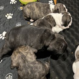 French Bulldog Puppies from Pony Rock Farm