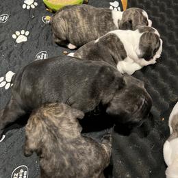 French Bulldog Puppies from Pony Rock Farm