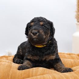 Tater - Phantom male Goldendoodle puppy in Mesa, Arizona from Schmidt’s Doxies N Doodles